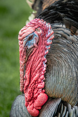 A very close profile portrait of the head of a turkey showing the wattle