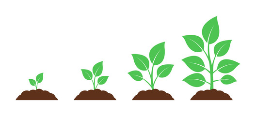Seedling icon. Plant growth. Sprout from the ground.