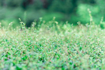 Green grass with bokeh background and sunlight.