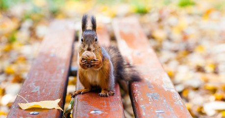 Red squirrel climbed on a wooden bench and stands on its hind legs and holds a walnut. Autumn leaves background. shallow depth of field © besjunior