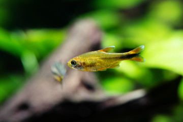 Aquarium fish Silver Tipped Tetra. Macro view orange gold color fish pattern, soft focus, green...