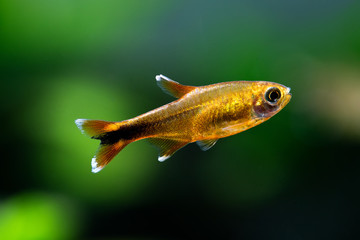Aquarium fish Silver Tipped Tetra. Macro view orange gold color fish pattern, soft focus, green blurred background.