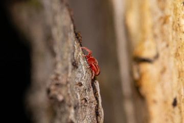 Close up macro image of Red velvet mite (Trombidium holosericeum) on a wood