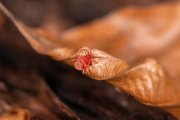 Close up macro image of Red velvet mite (Trombidium holosericeum) on a wood
