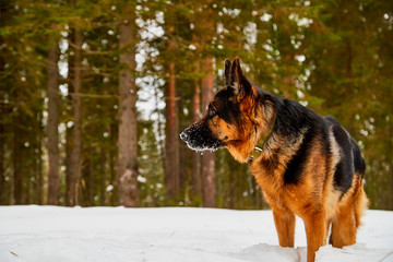 Dog German Shepherd in a winter day