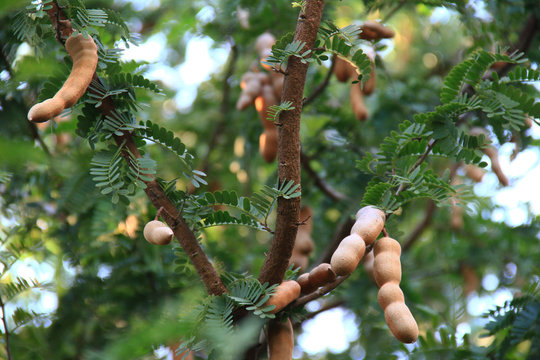 Sweet tamarind and leaf on the tree.  Raw tamarind fruit hang on the tamarind tree in the garden with natural background.