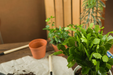 Concept of transplanting plants. Gardening rake and plants in pots on rumpled craft paper with copy space.  Taking care of home plants.  Schlumbergera cactus and ivy