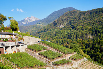 Landscape with mountains and vineyards below. View from height