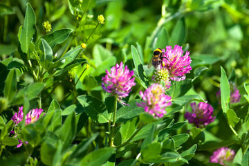 Bumblebee sits on pink clover flower on green grass background close up, bumble bee on blooming purple clover on sunny day macro, spring or summer season nature, yellow bee eating flower nectar
