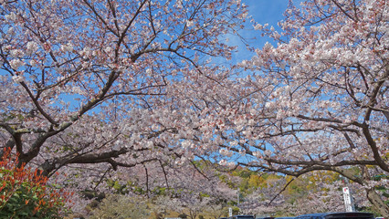 絶景！青いお空に映える満開の桜！