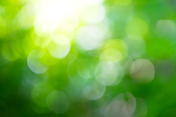 Fototapeta premium Blur bokeh background and nature.