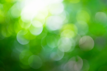 Fototapeta premium Blur bokeh background and nature.