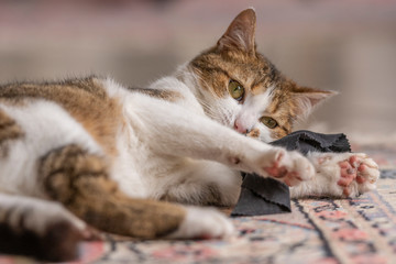 Jeune chat qui joue avec une souris et un tapis dans la maison