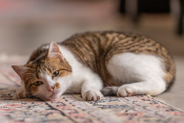 Fototapeta na wymiar Jeune chat qui joue avec une souris et un tapis dans la maison