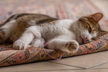 Jeune chat qui joue avec une souris et un tapis dans la maison
