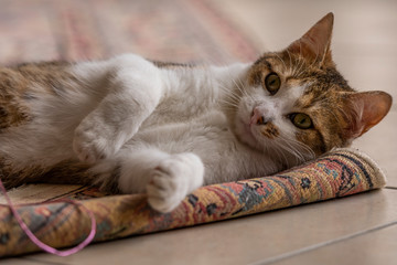 Jeune chat qui joue avec une souris et un tapis dans la maison