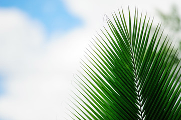 coconut leaf with blue sky and cloud above sea background