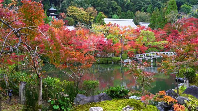 Autumn leaves garden, stone bridge, and pond, Eikando temple (Eikan-do Zenrinji shrine). Colorful fall foliage autumn leaf festival season at Kyoto, Kansai region in Japan.