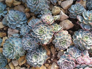 lots of echeveria elegans between stones © Simone