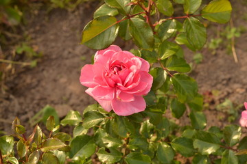 The lilac-blue buds of a rosebush rose 