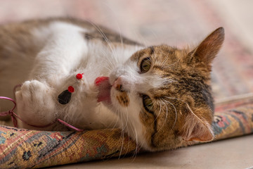Jeune chat qui joue avec une souris et un tapis dans la maison
