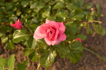The lilac-blue buds of a rosebush rose 
