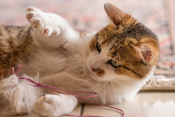 Jeune chat qui joue avec une souris et un tapis dans la maison