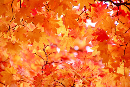 秋のイメージ・紅葉