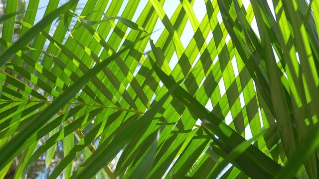 Sunshine through coconut palm leaves with lens flare effects and beautiful sky background 