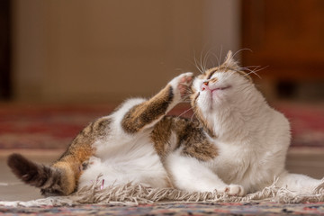Jeune chat qui joue avec une souris et un tapis dans la maison