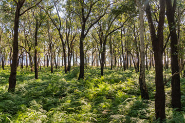 Fototapeta na wymiar Exploring the Tiligerry Habitat Reserve - Gum Trees and Ferns
