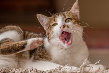 Jeune chat qui joue avec une souris et un tapis dans la maison