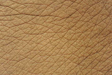 elephant skin texture