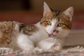 Jeune chat qui joue avec une souris et un tapis dans la maison