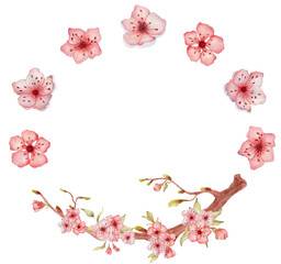 Sakura flowers watercolor illustration. Blossom petal wreath 
