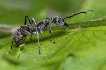 Black Ant
