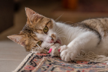 Fototapeta na wymiar Jeune chat qui joue avec une souris et un tapis dans la maison