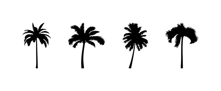 Vector Coconut palm tree silhouette icon on white.