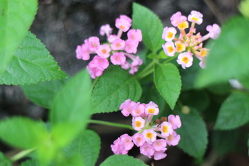 pink flowers in garden