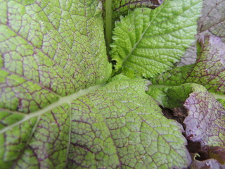 cabbage growing in the garden