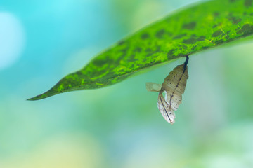 Close up of a butterfly, Natural light shooting