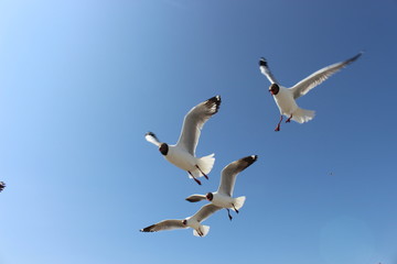 two seagulls flying in the sky