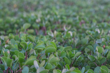 Green leaves in sunset light