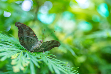 Close up of a butterfly, Natural light shooting