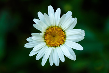 Daisy flowers top view on a dark green background close-up