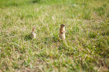 two gophers in a grass field on a sunny day