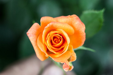 Orange Rose closeup on natural green background