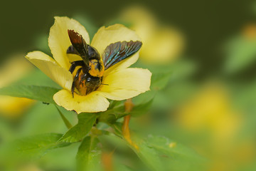 Bee