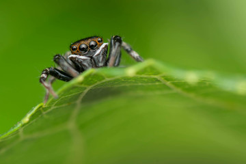 Jumping Spider