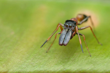 mimic ant spider
